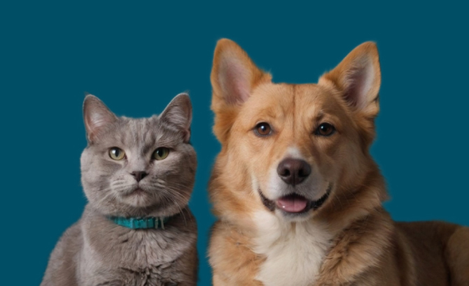 Veterinary clinic ECOVET